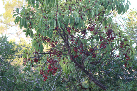 Arbutus andrachne L.