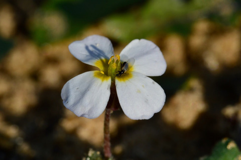 Via inaturalist. Licensed under Attribution-NonCommercial 4.0.International.