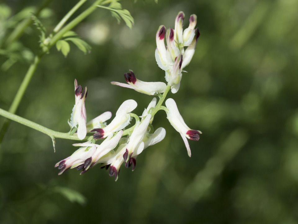 Via inaturalist. Licensed under Attribution-NonCommercial 4.0.International.