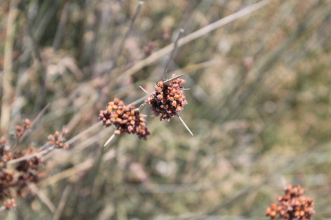 Via inaturalist. Licensed under Attribution-NonCommercial 4.0.International.
