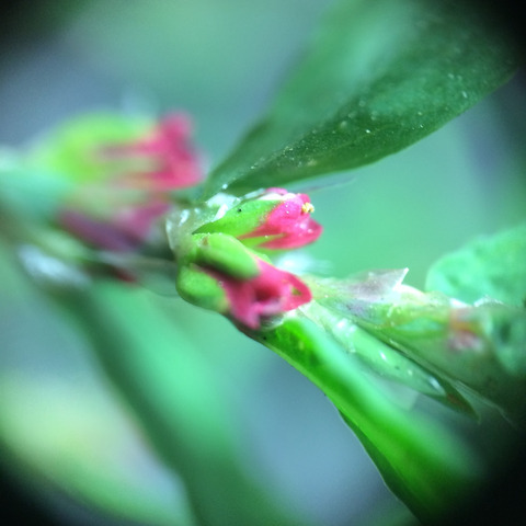 Via inaturalist. Licensed under Attribution-NonCommercial 4.0.International.