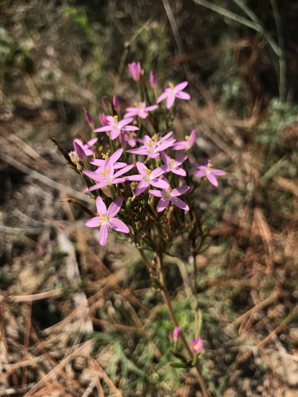 Via inaturalist. Licensed under Attribution-NonCommercial 4.0.International.