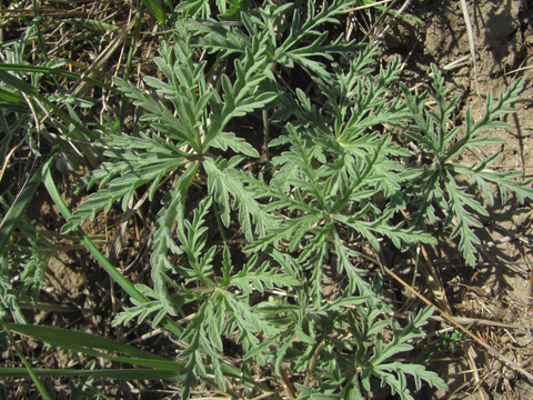Via inaturalist. Licensed under Attribution-NonCommercial 4.0.International.