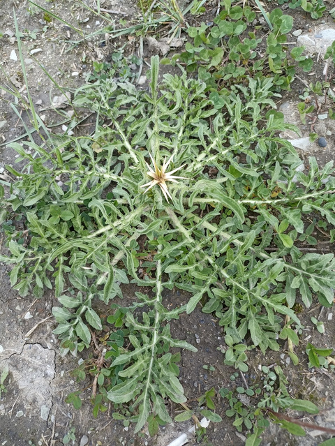 Via inaturalist. Licensed under Attribution-NonCommercial 4.0.International.