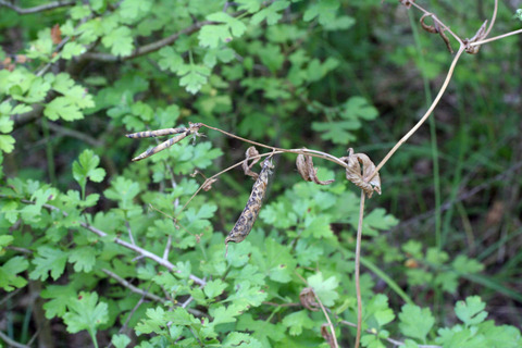 Via inaturalist. Licensed under Attribution-NonCommercial 4.0.International.