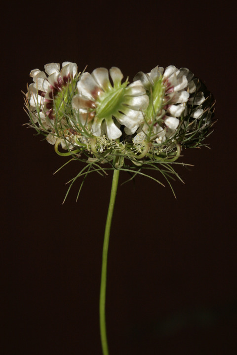 Via inaturalist. Licensed under Attribution-NonCommercial 4.0.International.