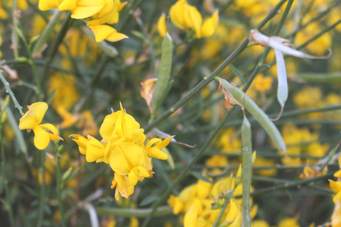 Spartium junceum L.
