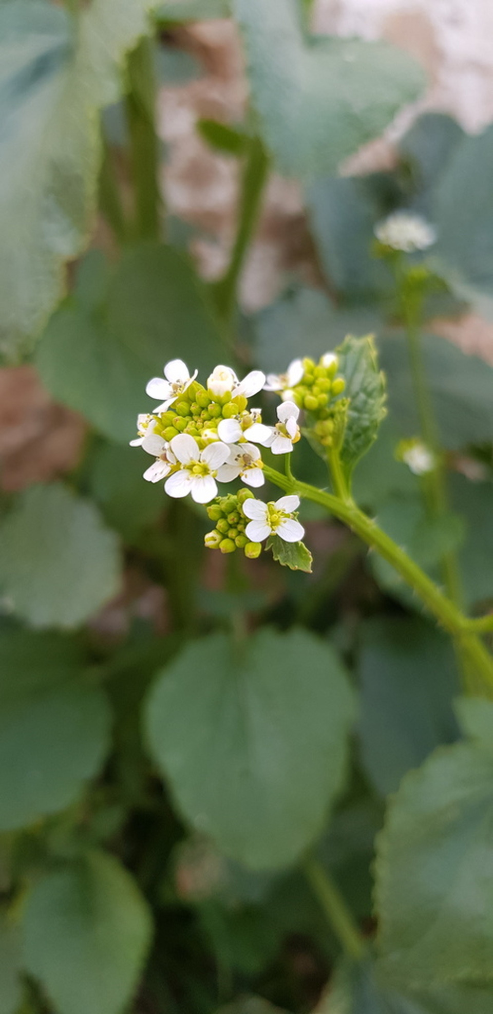 Via inaturalist. Licensed under Attribution-NonCommercial 4.0.International.