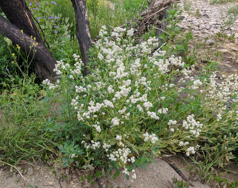 Via inaturalist. Licensed under Attribution-NonCommercial 4.0.International.