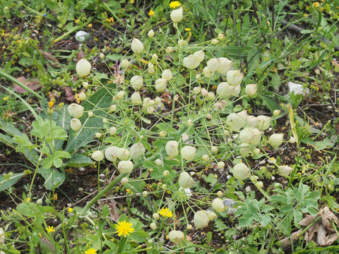 Via inaturalist. Licensed under Attribution-NonCommercial 4.0.International.