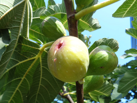 Ficus carica L.