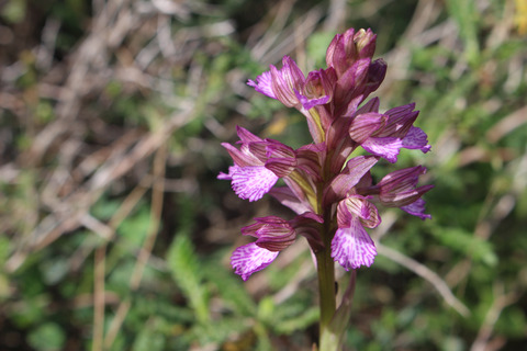 Anacamptis papilionacea (L.) R.M.Bateman, Pridgeon & M.W.Chase