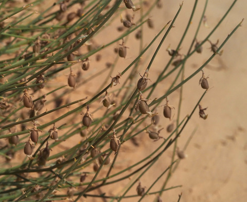 Via inaturalist. Licensed under Attribution-NonCommercial 4.0.International.