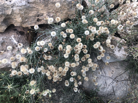 Phagnalon rupestre (L.) DC.