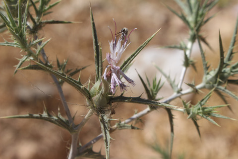 Carthamus tenuis (Boiss. & Blanche) Bornm.