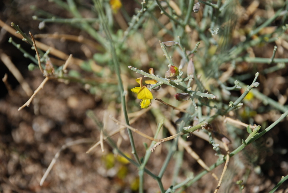 Via inaturalist. Licensed under Attribution-NonCommercial 4.0.International.