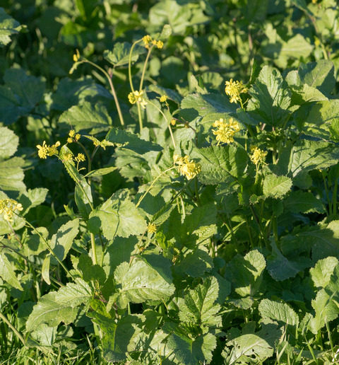 Brassica nigra (L.) W.D.J.Koch