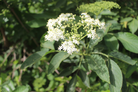 Sambucus nigra L.