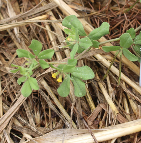 Lotus peregrinus L.