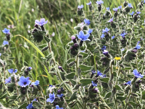 Via inaturalist. Licensed under Attribution-NonCommercial 4.0.International.