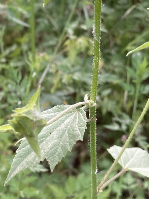 Via inaturalist. Licensed under Attribution-NonCommercial 4.0.International.
