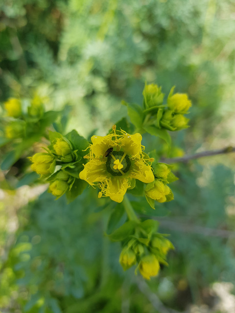 Ruta chalepensis L.