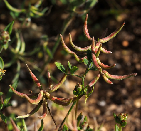 Trigonella cylindracea Desv.
