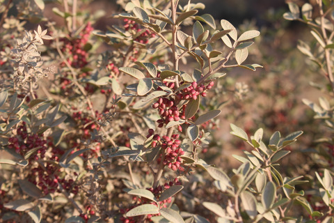 Fruits & Leaves, November. This photo is available under the Creative Commons CC-BY-NC 4.0.