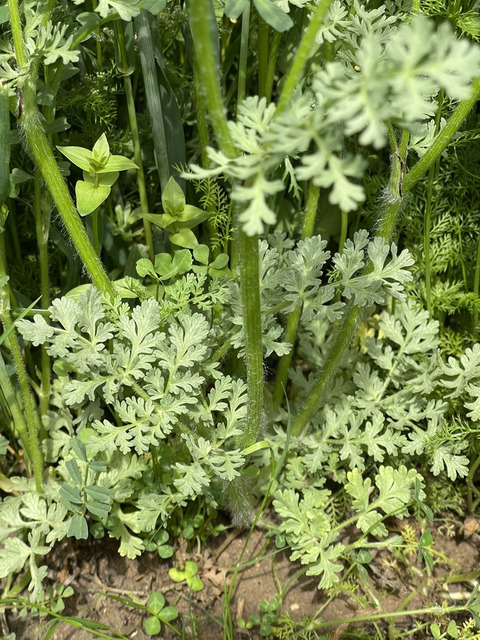 Via inaturalist. Licensed under Attribution-NonCommercial 4.0.International.