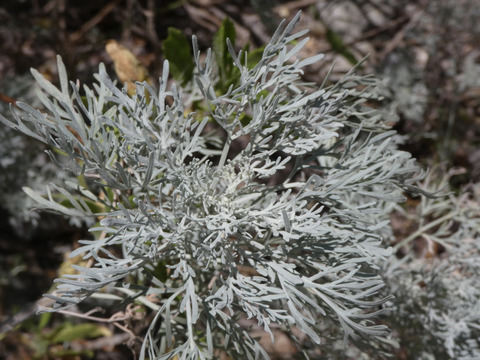 Via inaturalist. Licensed under Attribution-NonCommercial 4.0.International.