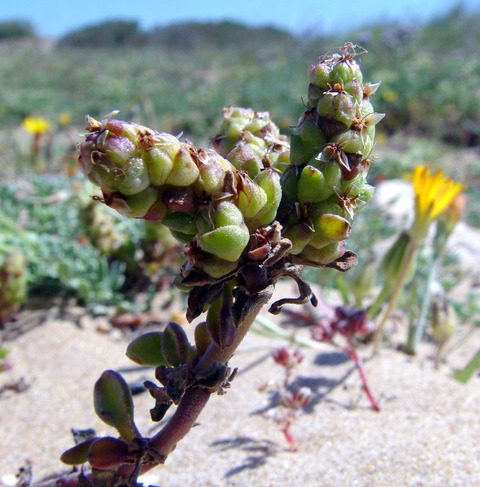 Plantago squarrosa var. brachystachys Boiss.
