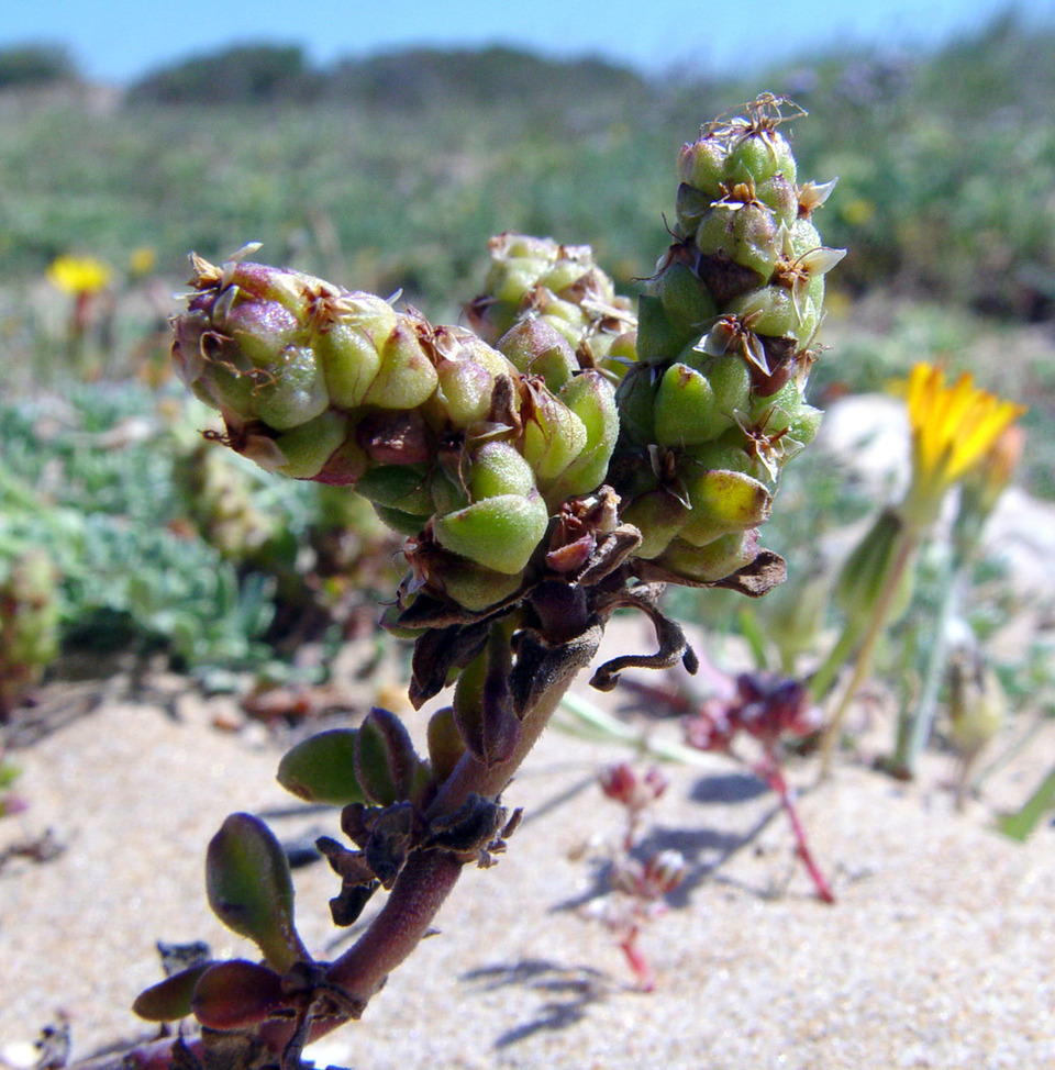 Via inaturalist. Licensed under Attribution-NonCommercial 4.0.International.