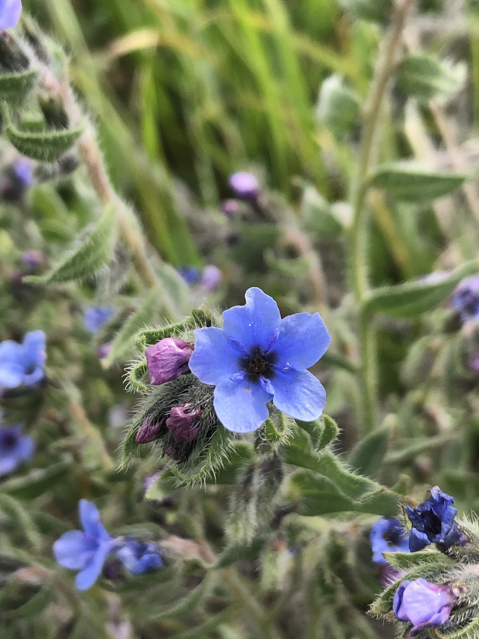 Via inaturalist. Licensed under Attribution-NonCommercial 4.0.International.