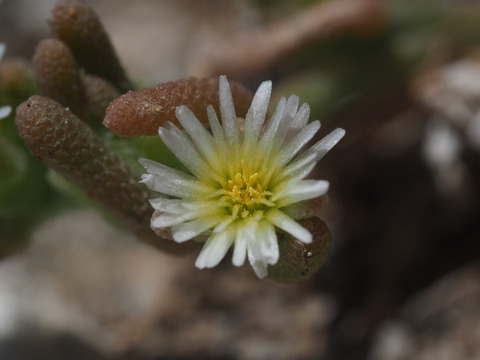 Via inaturalist. Licensed under Attribution-NonCommercial 4.0.International.