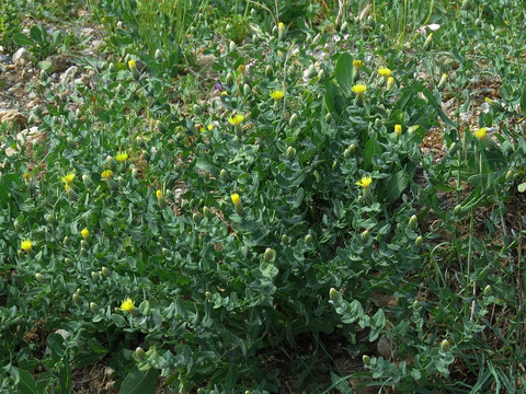 Via inaturalist. Licensed under Attribution-NonCommercial 4.0.International.