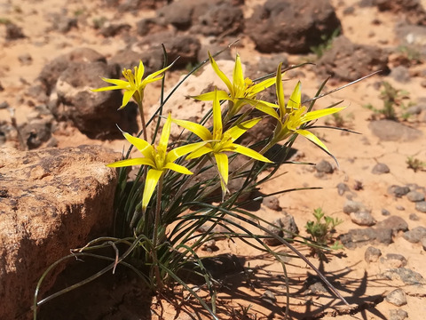 Via inaturalist. Licensed under Attribution-NonCommercial 4.0.International.