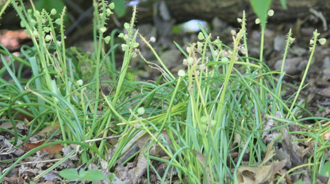 Via inaturalist. Licensed under Attribution-NonCommercial 4.0.International.
