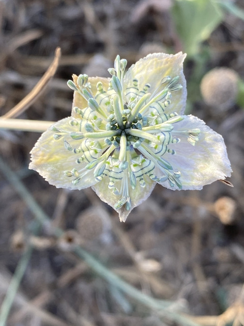Via inaturalist. Licensed under Attribution-NonCommercial 4.0.International.