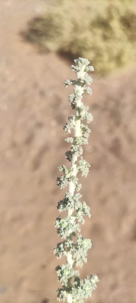 Artemisia judaica L.