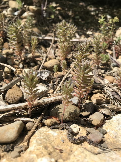 Via inaturalist. Licensed under Attribution-NonCommercial 4.0.International.