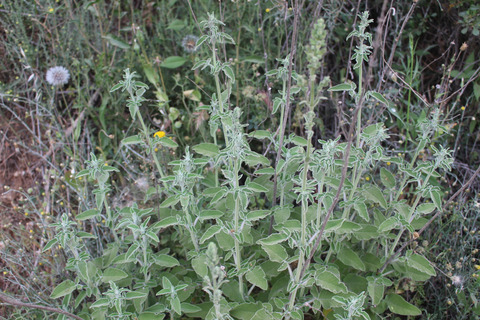Salvia fruticosa Mill.
