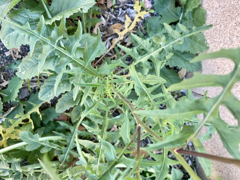 Via inaturalist. Licensed under Attribution-NonCommercial 4.0.International.