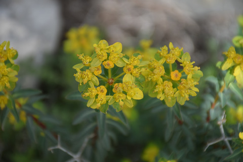 Euphorbia hierosolymitana Boiss.