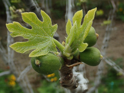 Via inaturalist. Licensed under Attribution-NonCommercial 4.0.International.