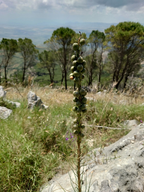 Via inaturalist. Licensed under Attribution-NonCommercial 4.0.International.