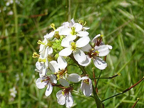 Diplotaxis erucoides (L.) DC.