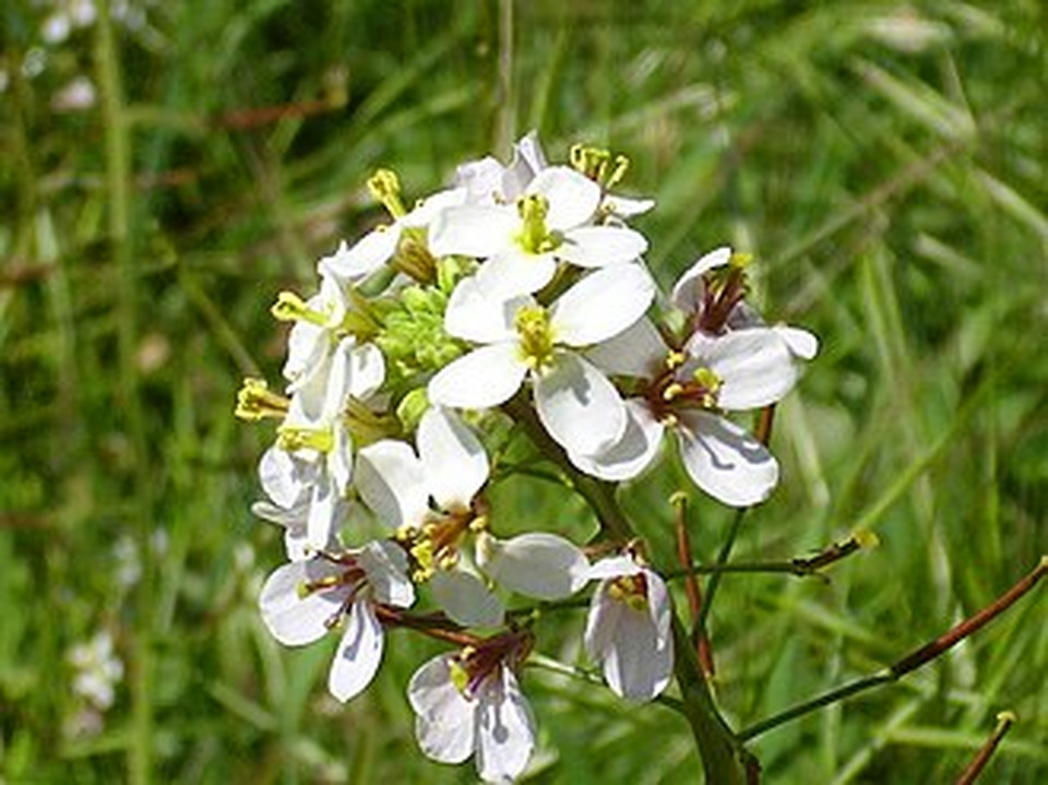 Wikidata