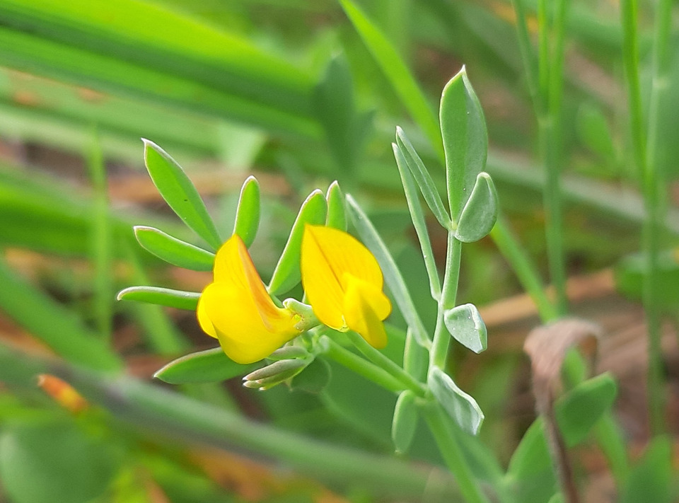 Via inaturalist. Licensed under Attribution-NonCommercial 4.0.International.