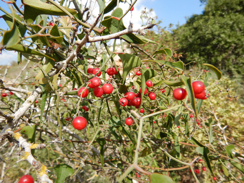 Fruits & Leaves, December. This photo is available under the Creative Commons CC-BY-NC 4.0 License.