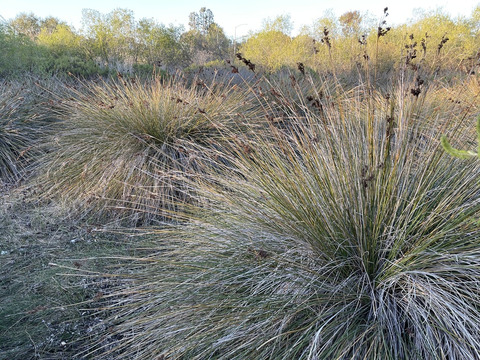 Via inaturalist. Licensed under Attribution-NonCommercial 4.0.International.